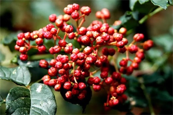 空氣能熱泵烘干機：節(jié)能與高效的完美結(jié)合